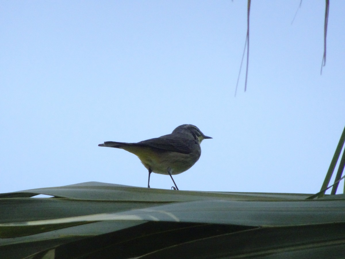 Palm Warbler - ML646144206