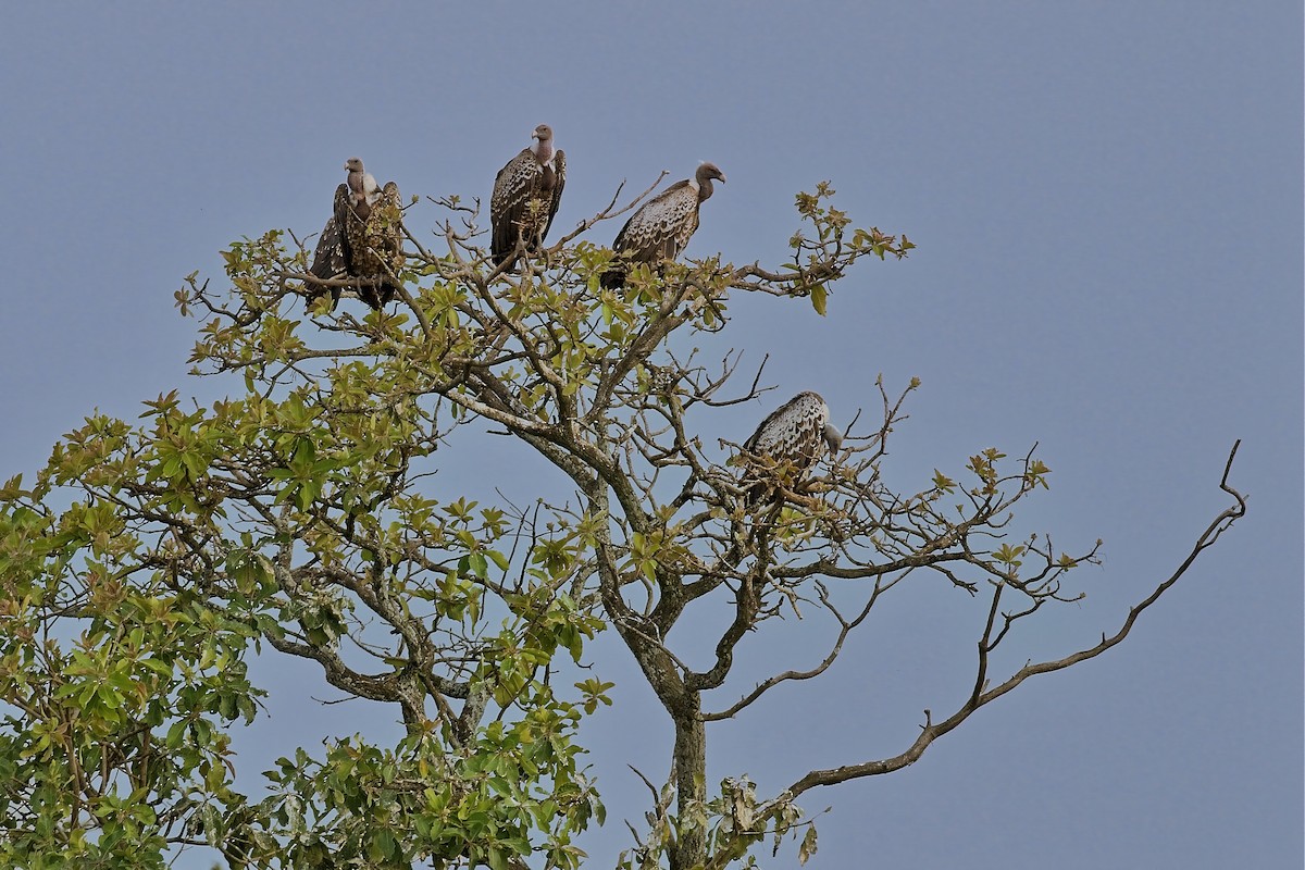 sup krahujový - ML646144207