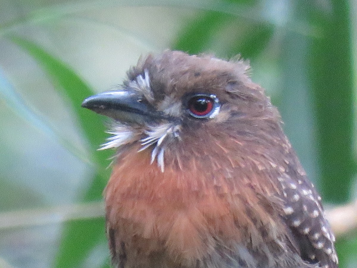 Moustached Puffbird - ML646144212