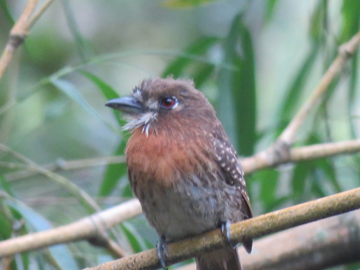 Moustached Puffbird - ML646144213