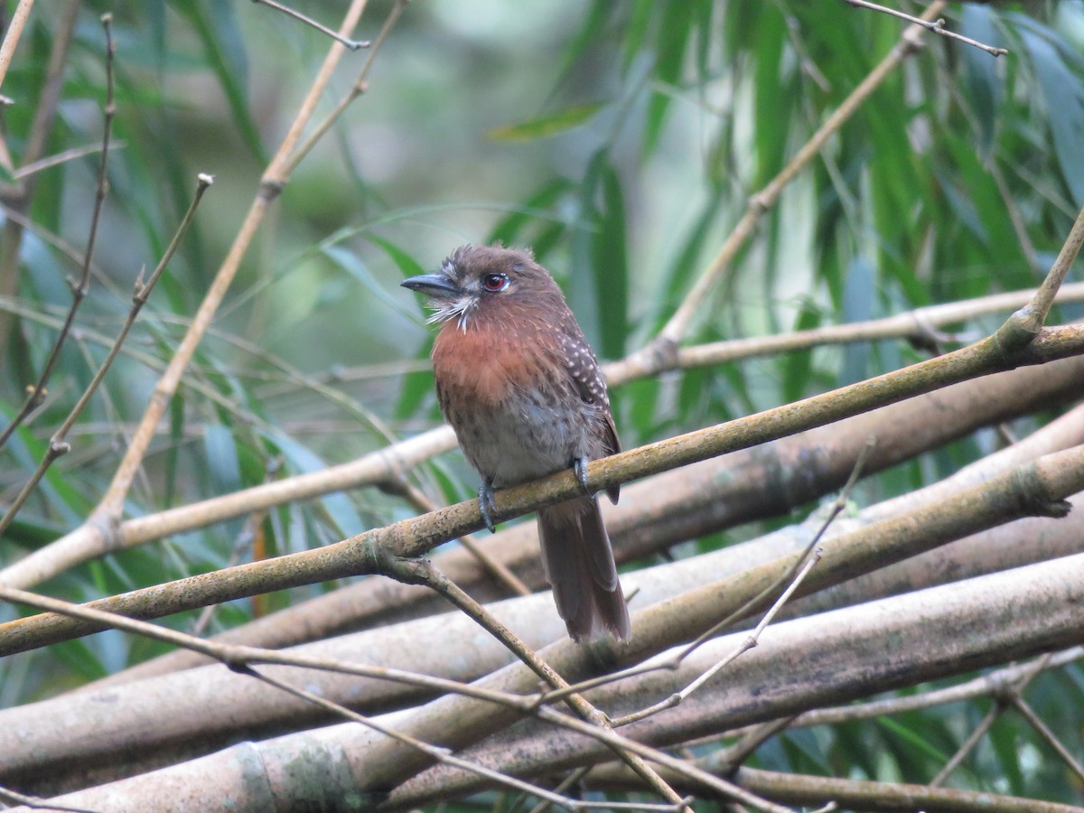 Moustached Puffbird - ML646144214