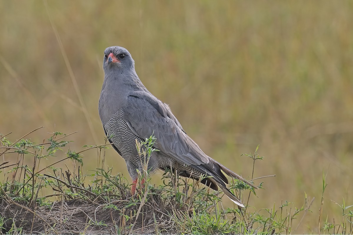 Dark Chanting-Goshawk - ML646144215