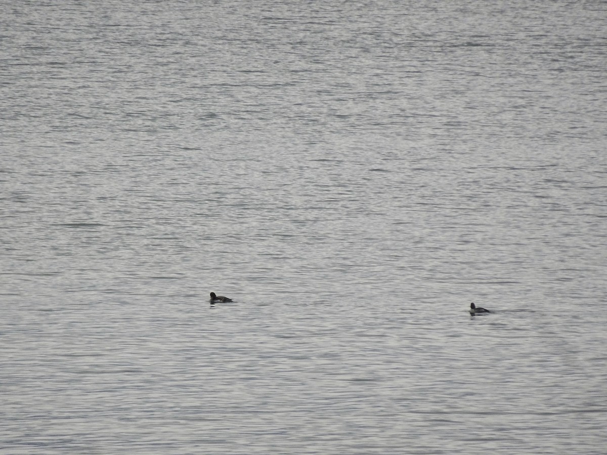 Common Goldeneye - ML646144216