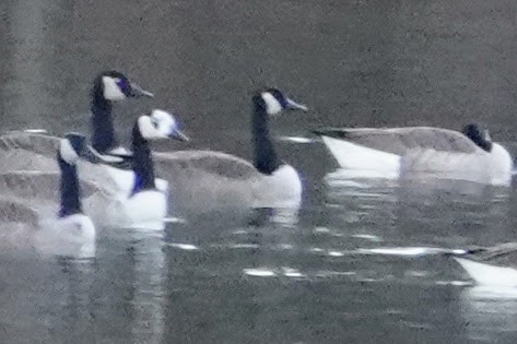 Canada Goose - ML646144220