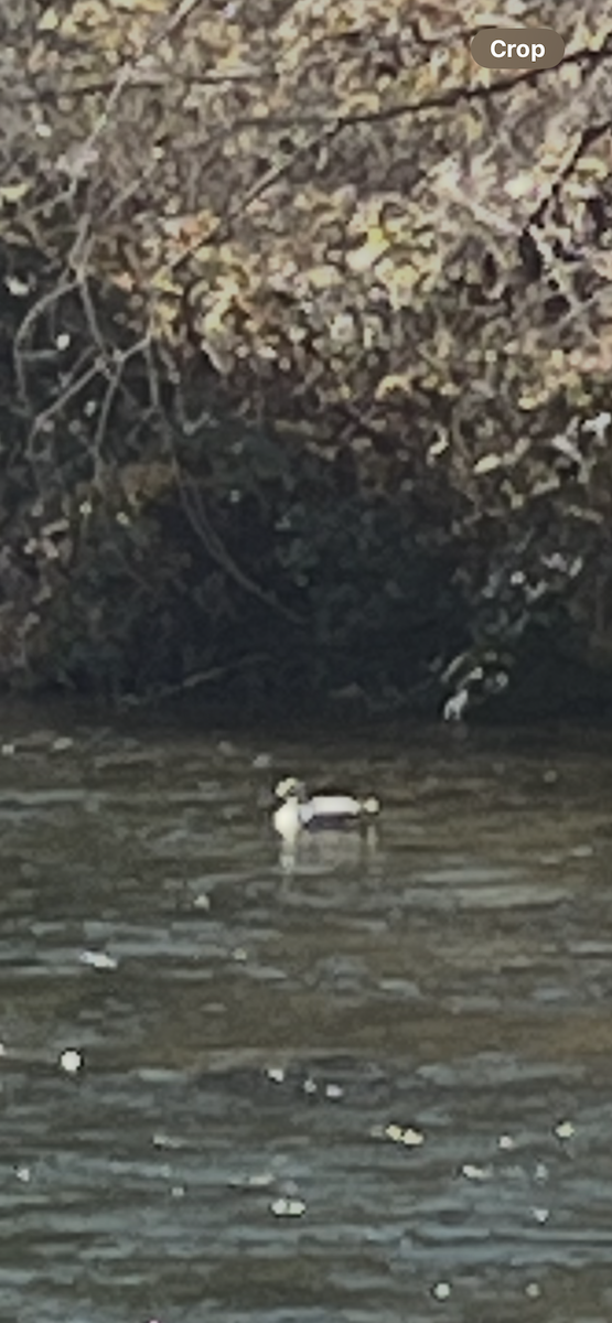 Ross's Goose - ML646144225