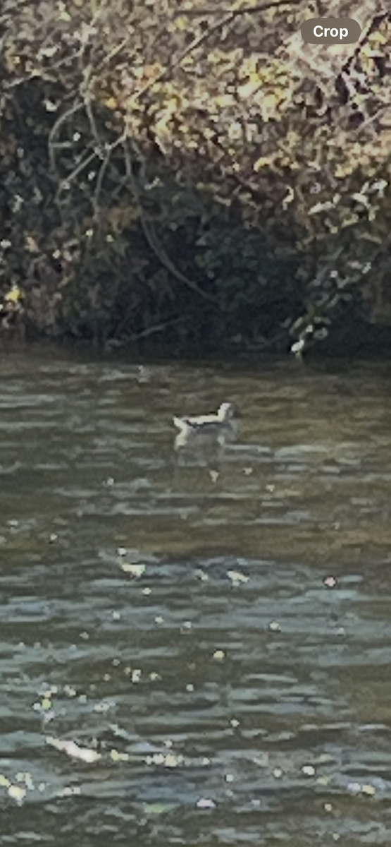 Ross's Goose - ML646144227