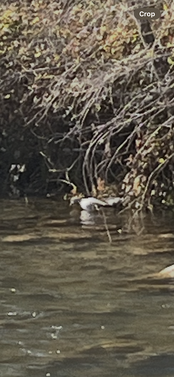 Ross's Goose - ML646144229