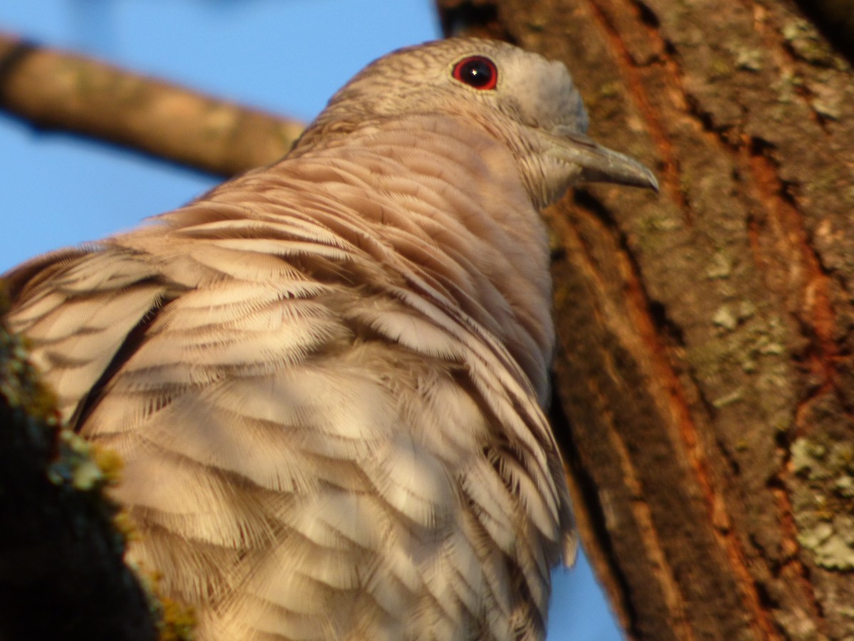 Inca Dove - ML646144232