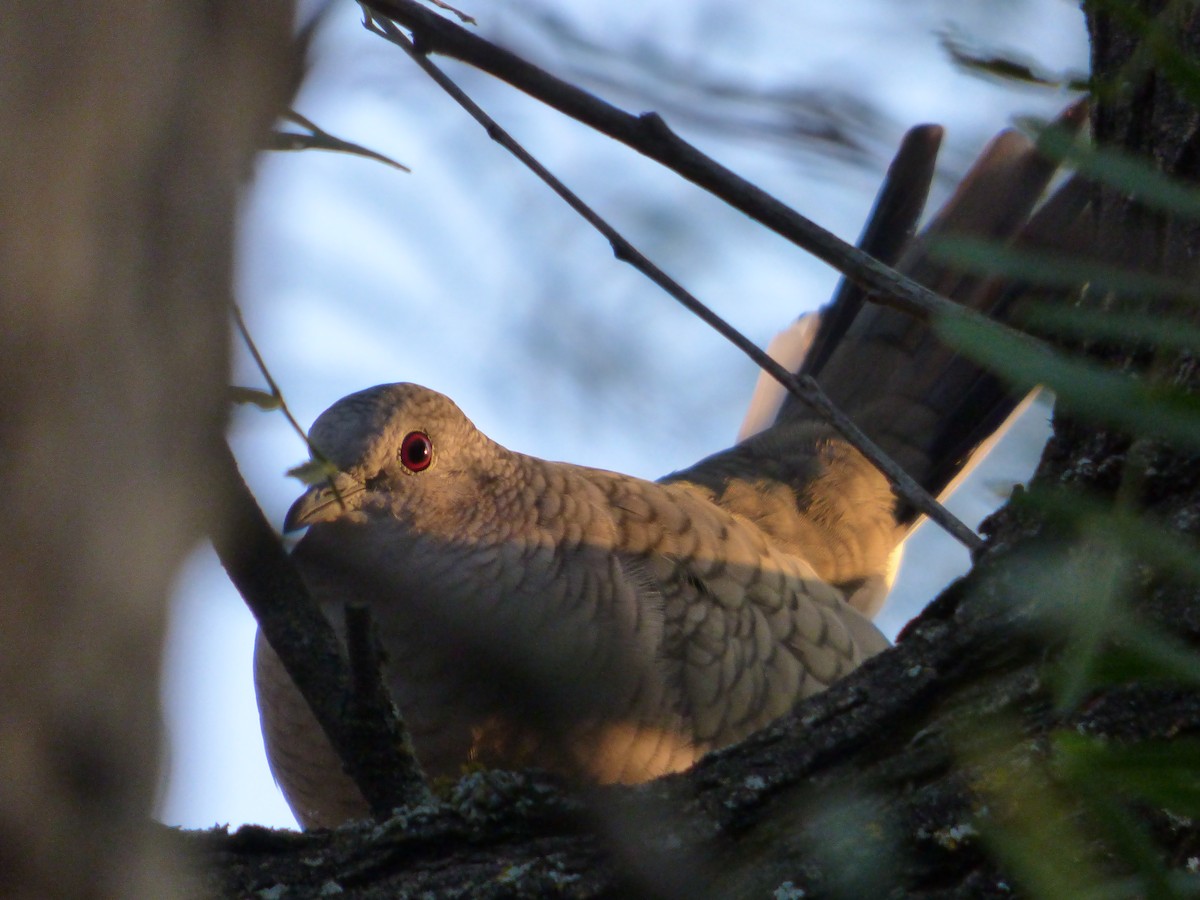 Inca Dove - ML646144233