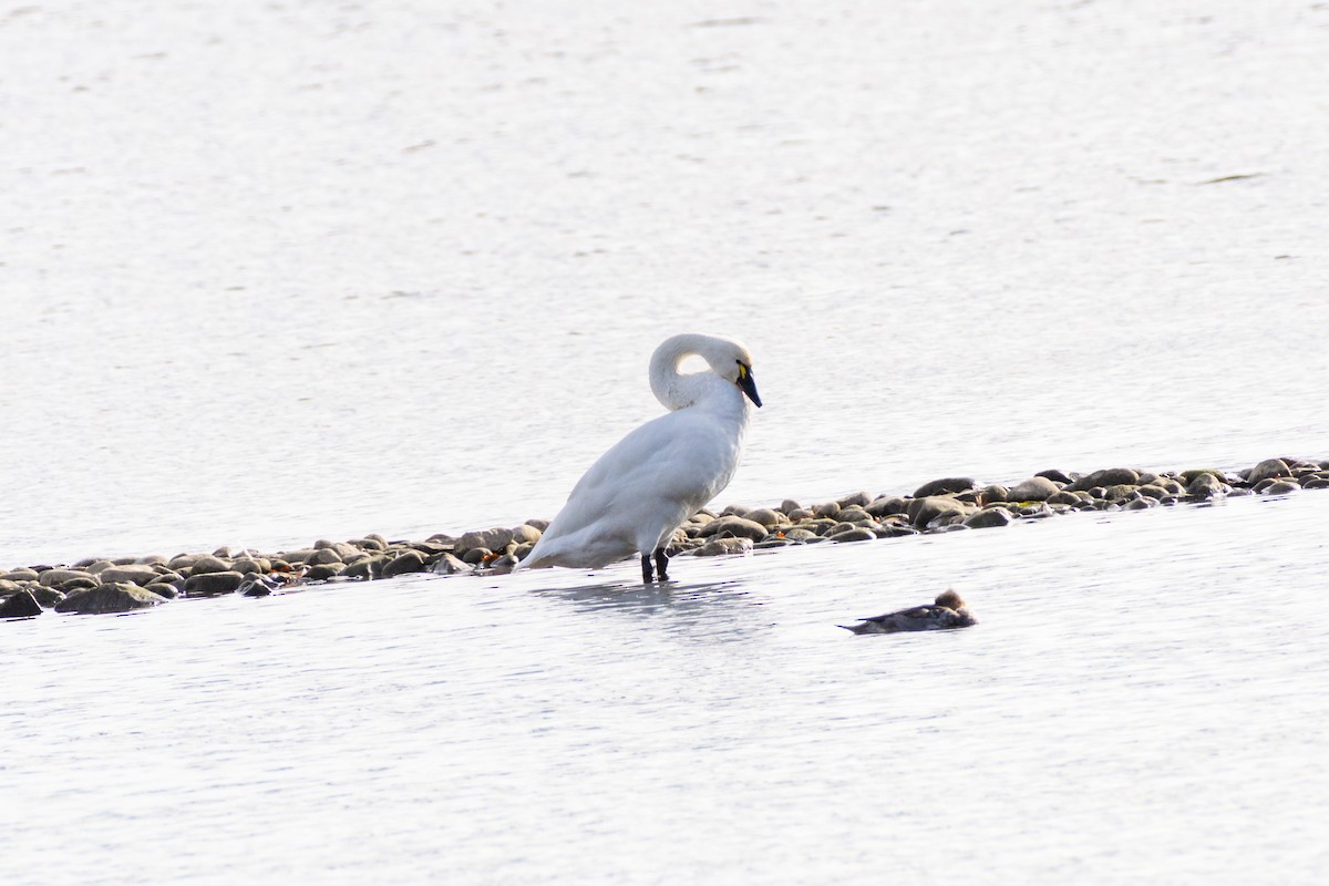 Tundra Swan - ML646144234