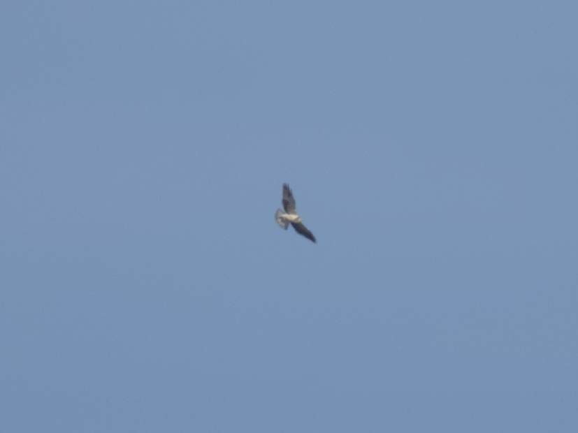 Swainson's Hawk - ML646144247