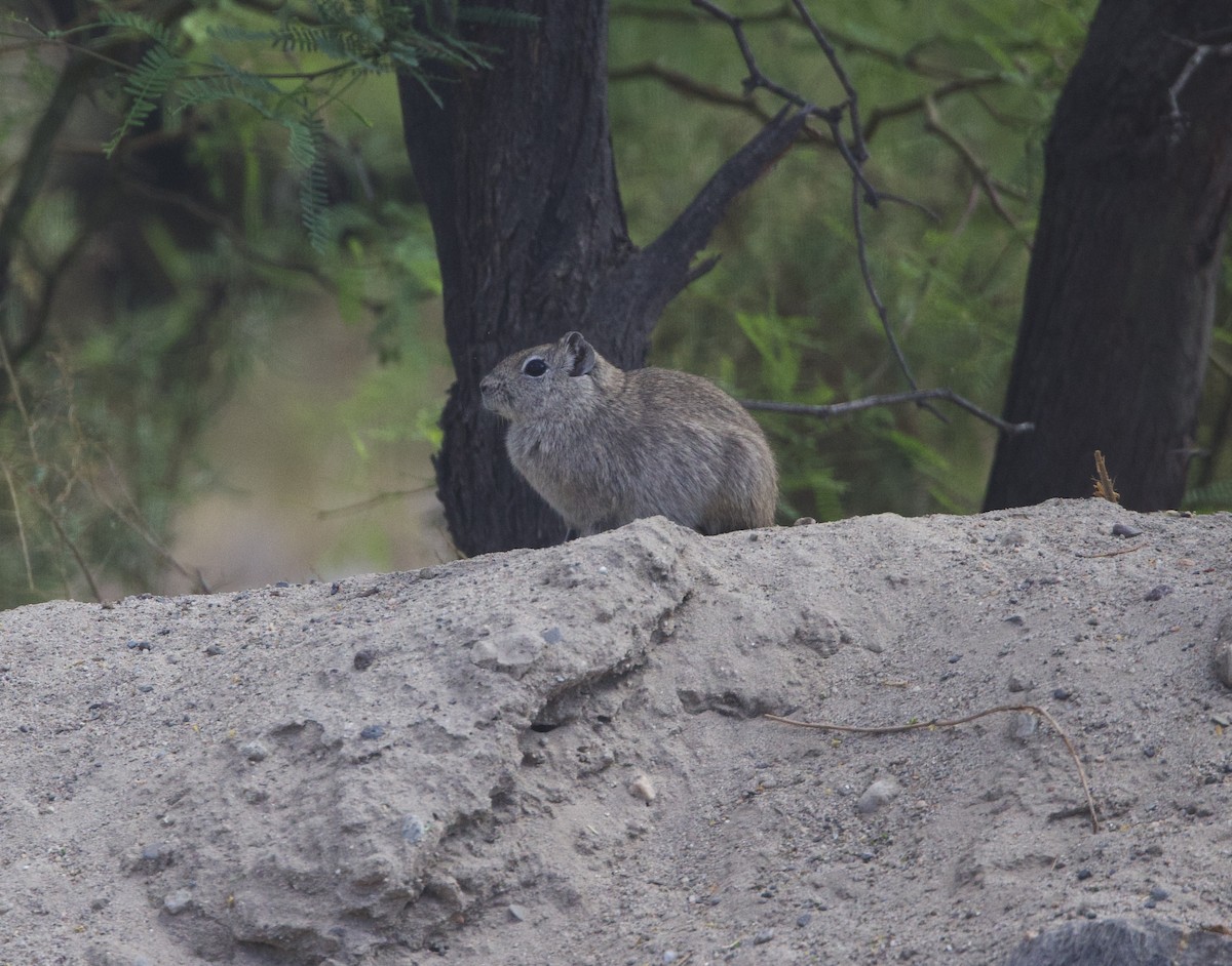 Common Yellow-toothed Cavy - ML646144248