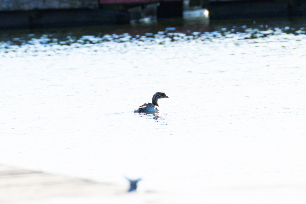 Pied-billed Grebe - ML646144249