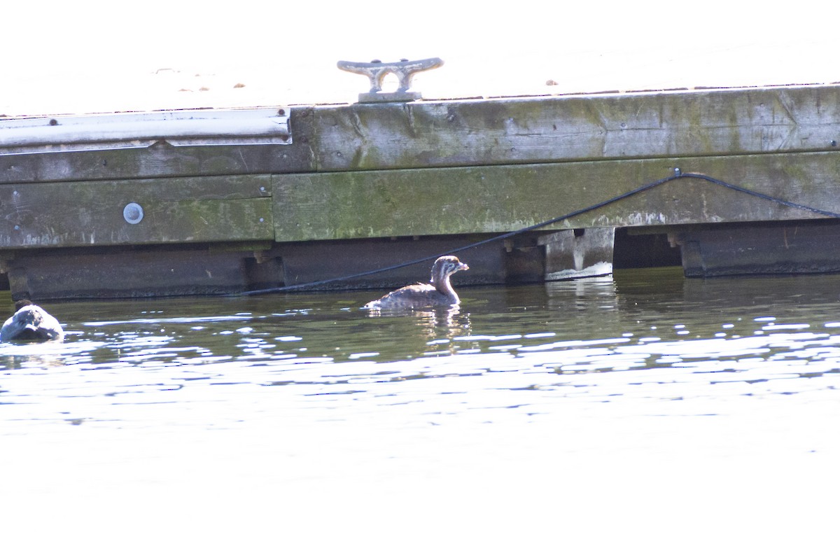 Pied-billed Grebe - ML646144250