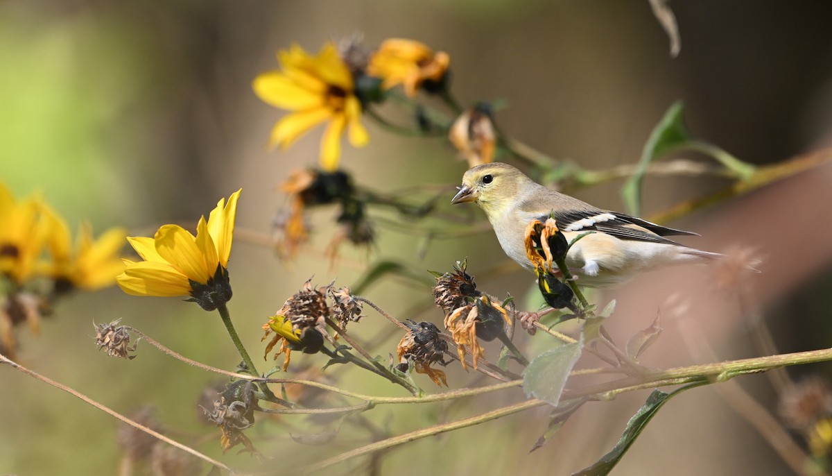 American Goldfinch - ML646144253