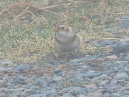 sněhule severní - ML646144257