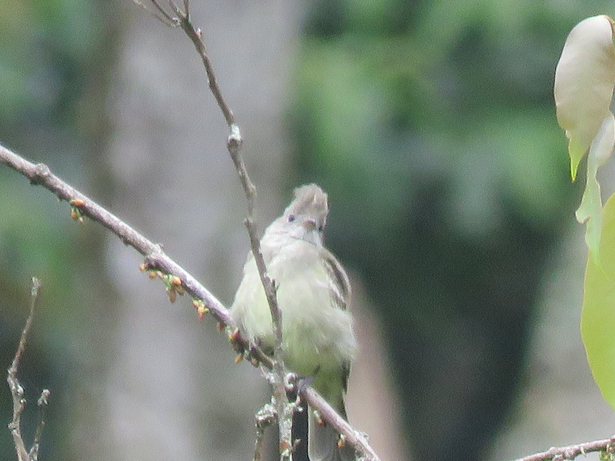 Желтобрюхая эления - ML646144262