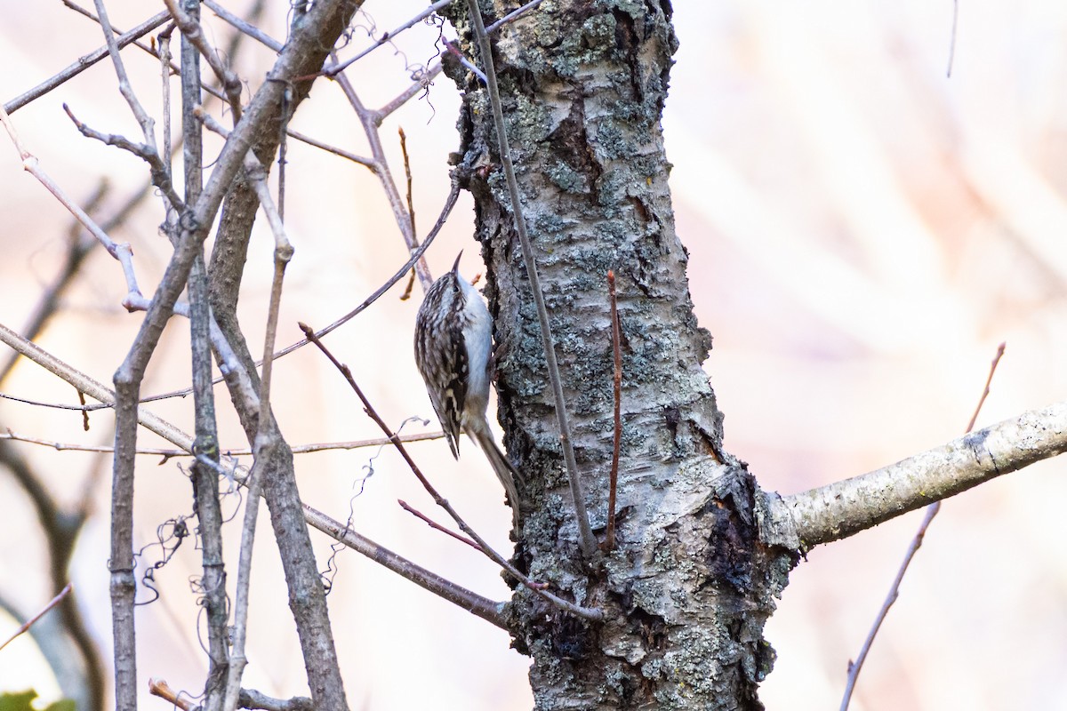Brown Creeper - ML646144263