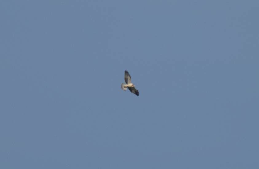 Swainson's Hawk - ML646144266