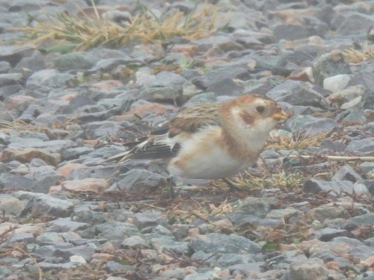 sněhule severní - ML646144271