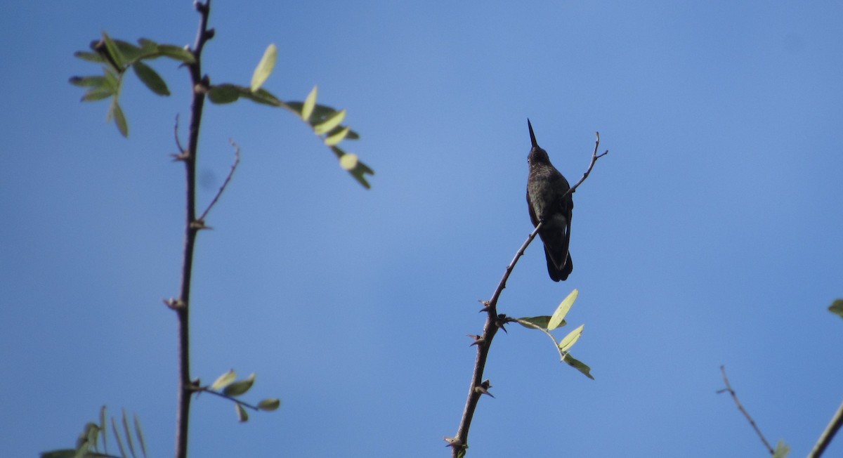 Copper-rumped Hummingbird - ML646144272