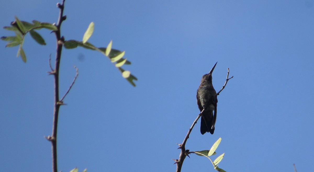 Copper-rumped Hummingbird - ML646144273