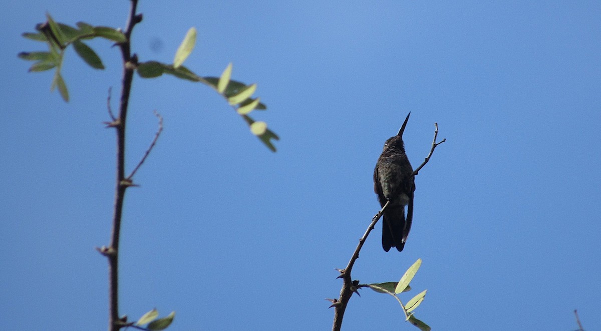Copper-rumped Hummingbird - ML646144274