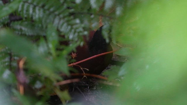 Kahverengi Tinamu - ML646144278