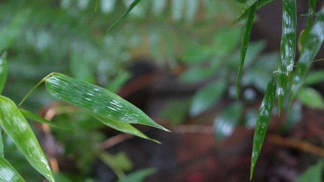 Kahverengi Tinamu - ML646144283