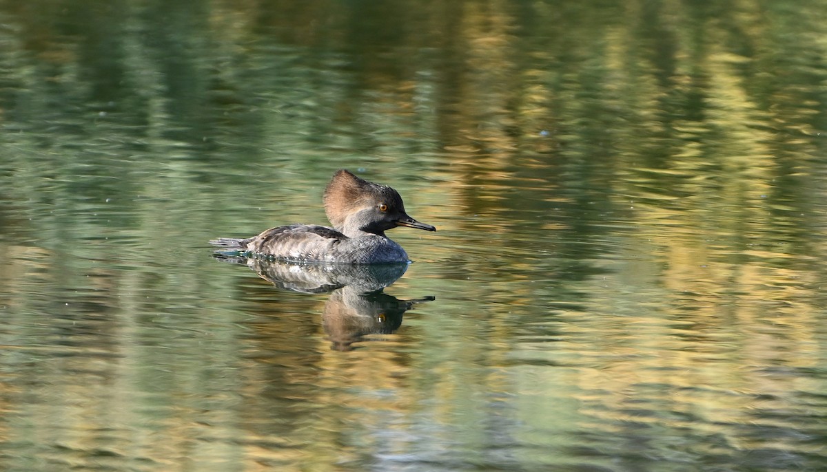 Hooded Merganser - ML646144290