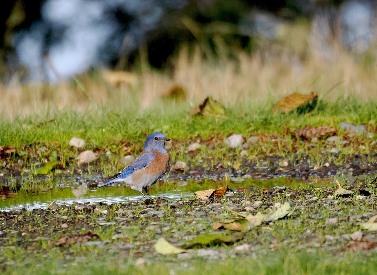 Western Bluebird - ML646144292