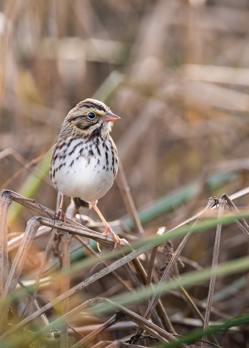 Grasammer - ML646144293