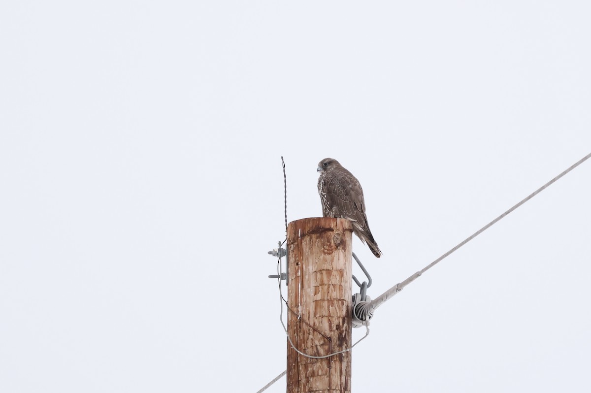 Gerfalke - ML646144298