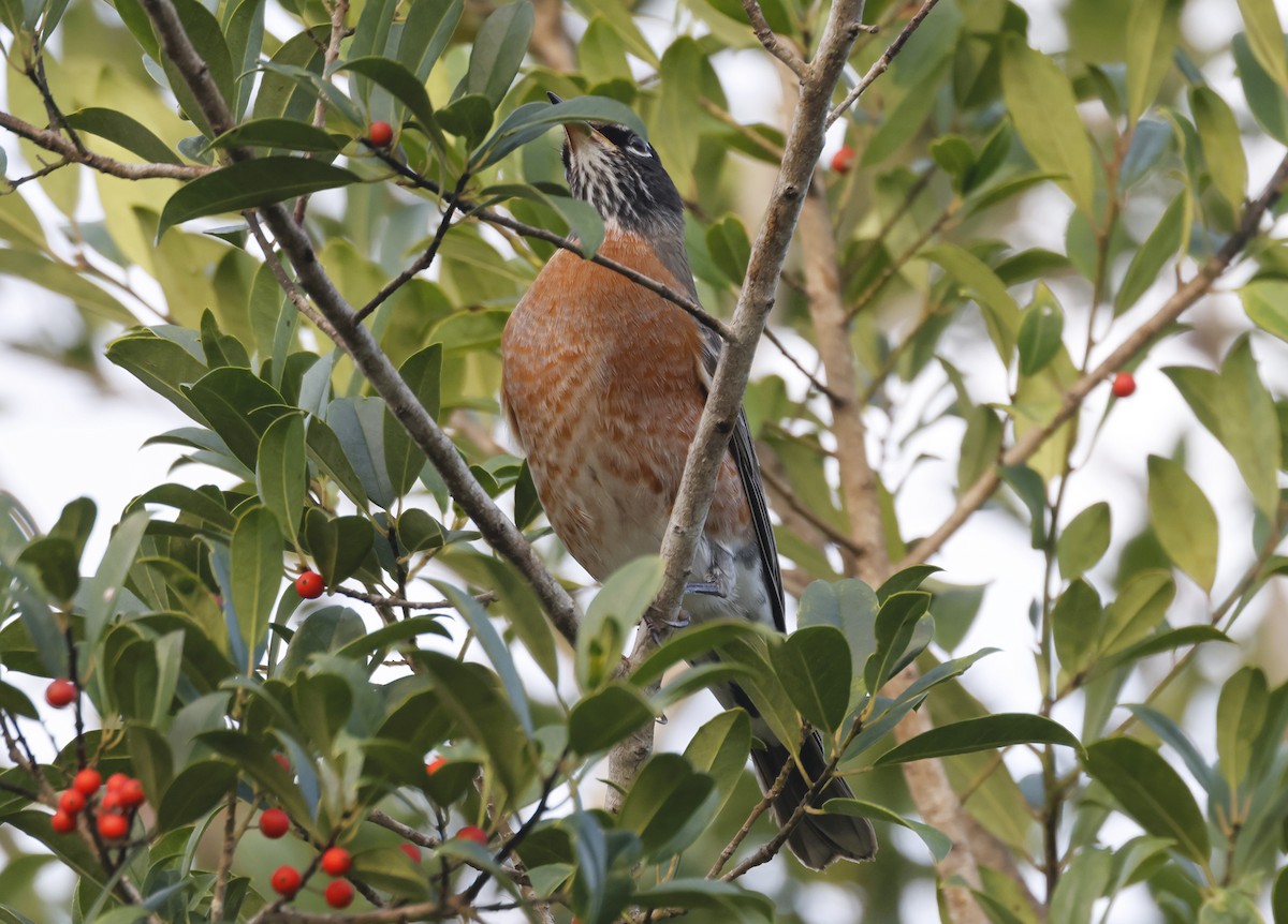 American Robin - ML646144304