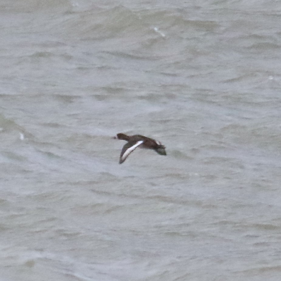 Тэнгисийн шумбуур - ML646144311