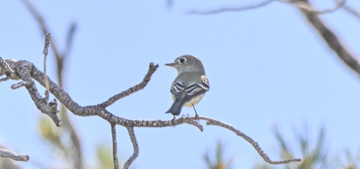 Ruby-crowned Kinglet - ML646144319