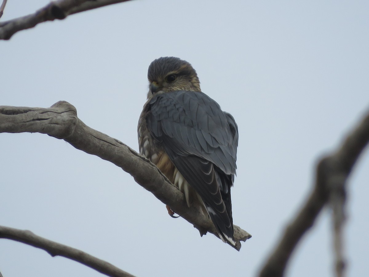 Merlin - ML646144320