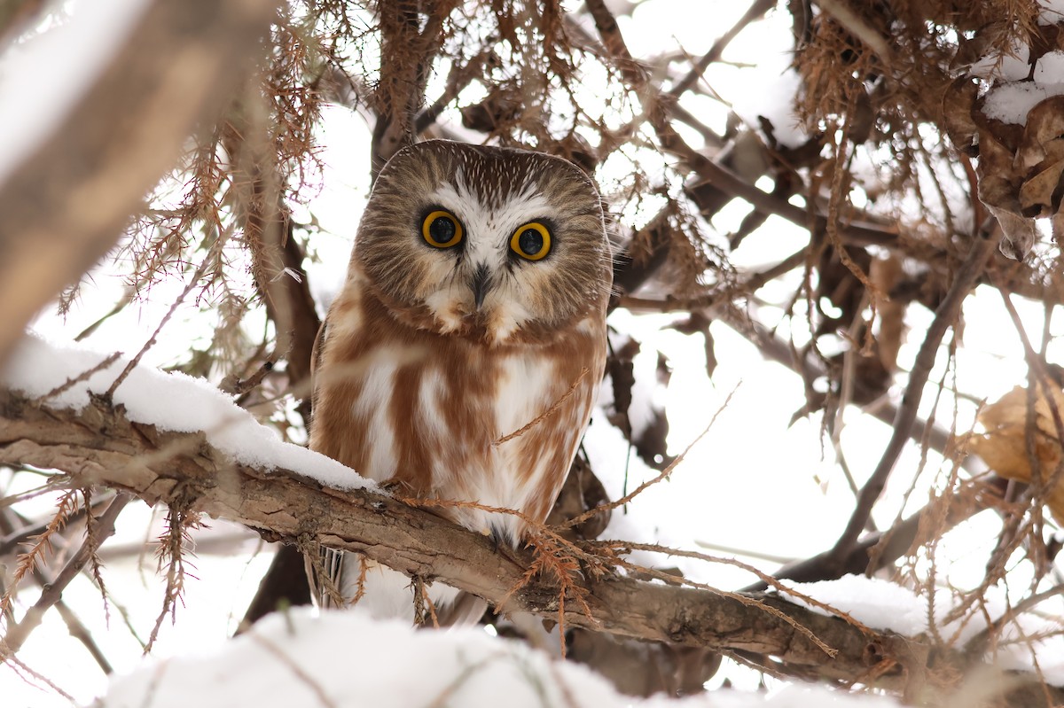 Northern Saw-whet Owl - ML646144321