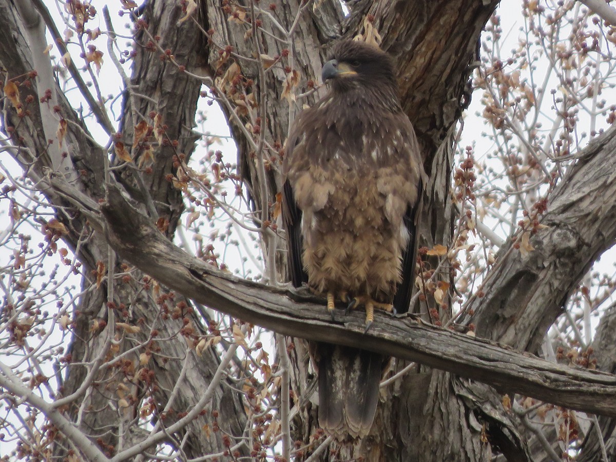 Bald Eagle - ML646144322