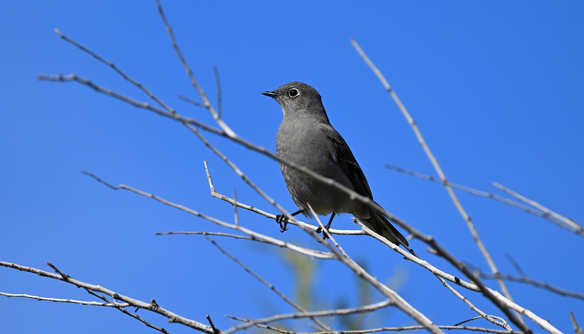 Townsend's Solitaire - ML646144327