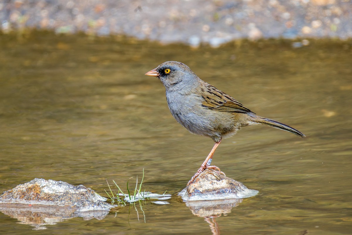 Volcano Junco - ML646144329
