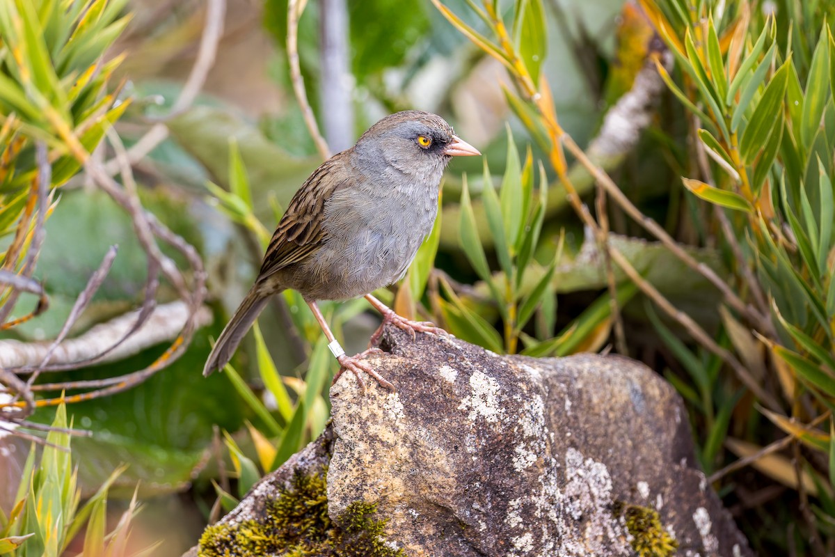 Volcano Junco - ML646144330