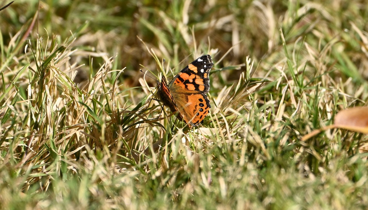 West Coast Lady - ML646144339