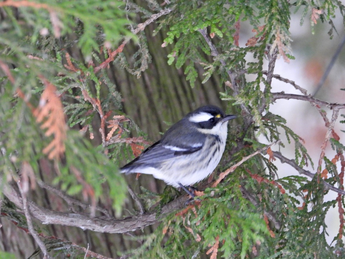 Black-throated Gray Warbler - ML646144340