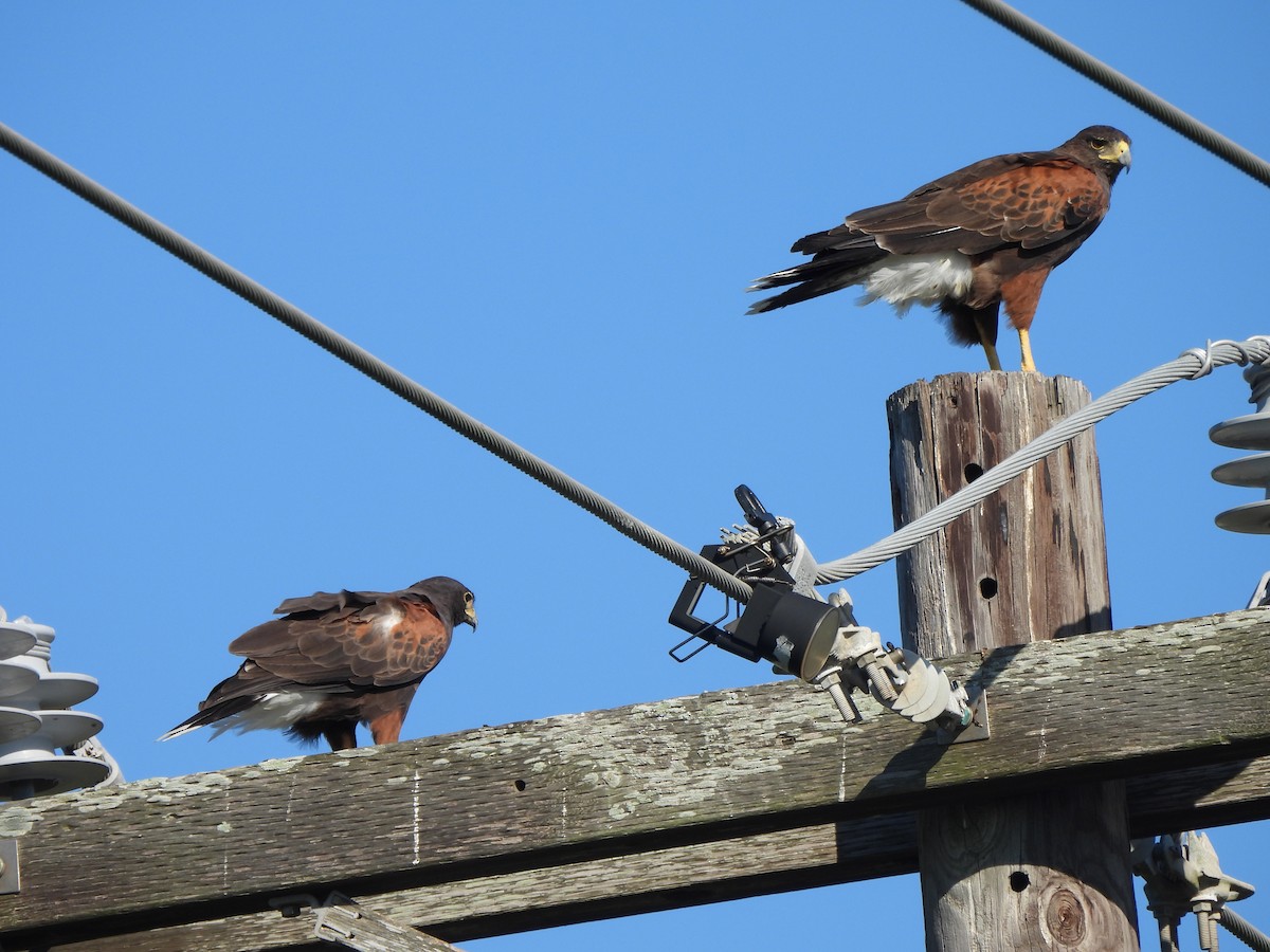 Harris's Hawk - ML646144346
