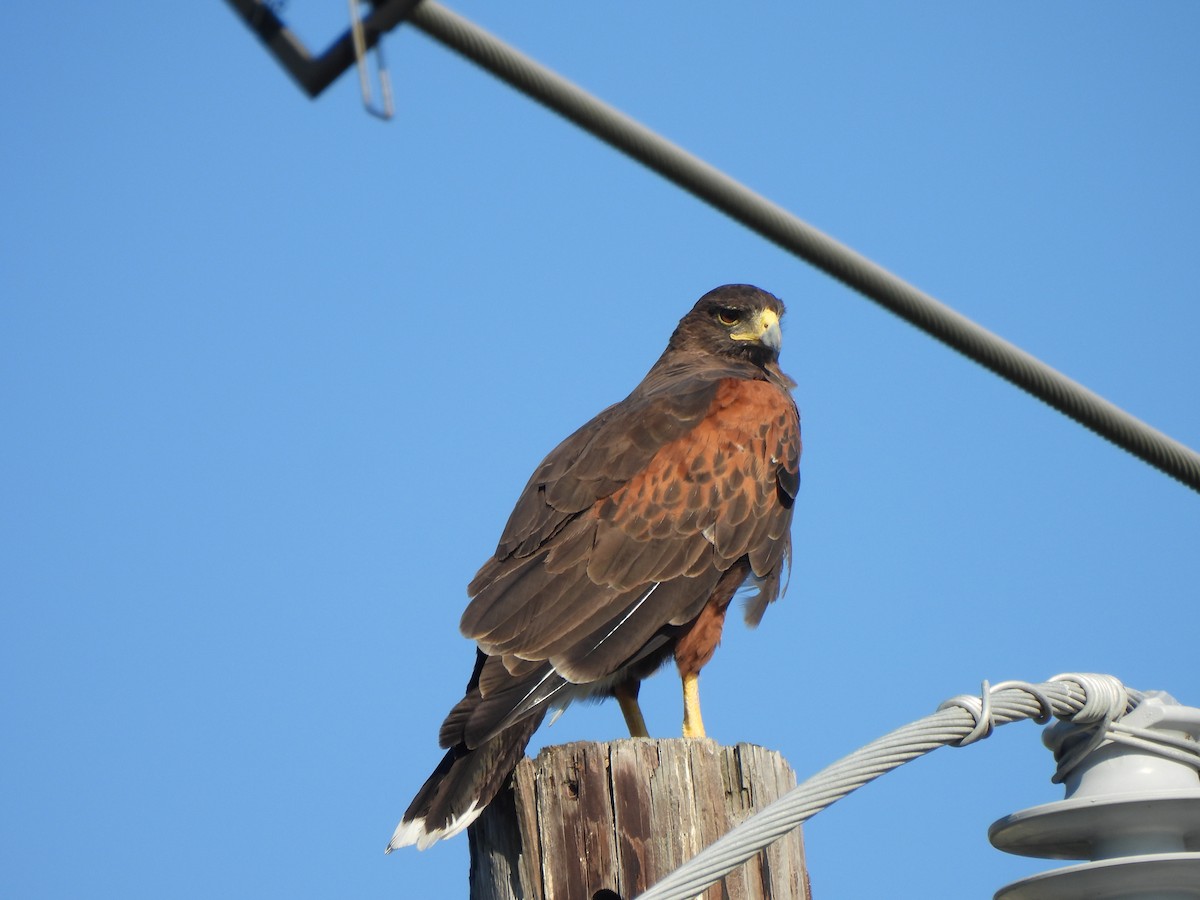 Harris's Hawk - ML646144347