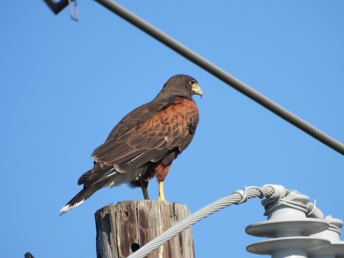 Harris's Hawk - ML646144348