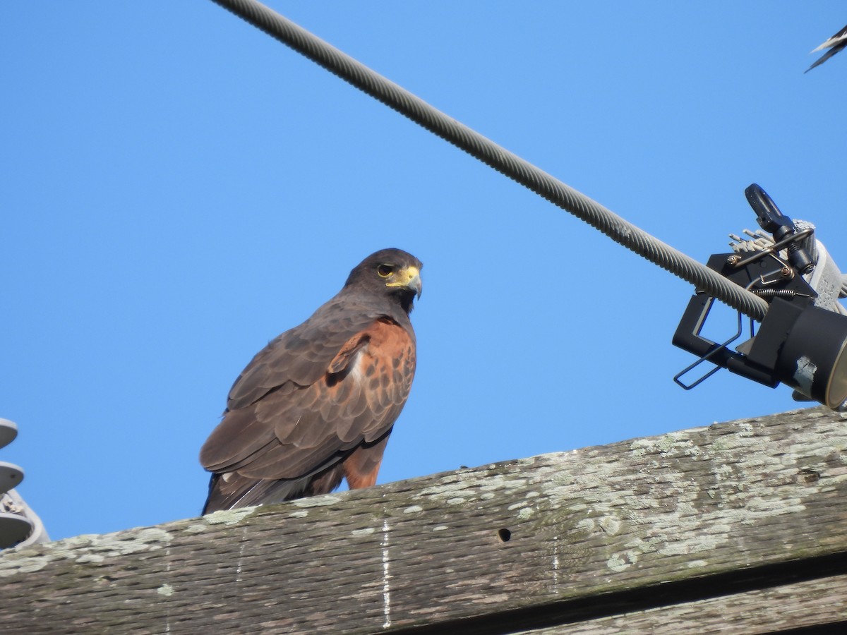 Harris's Hawk - ML646144349
