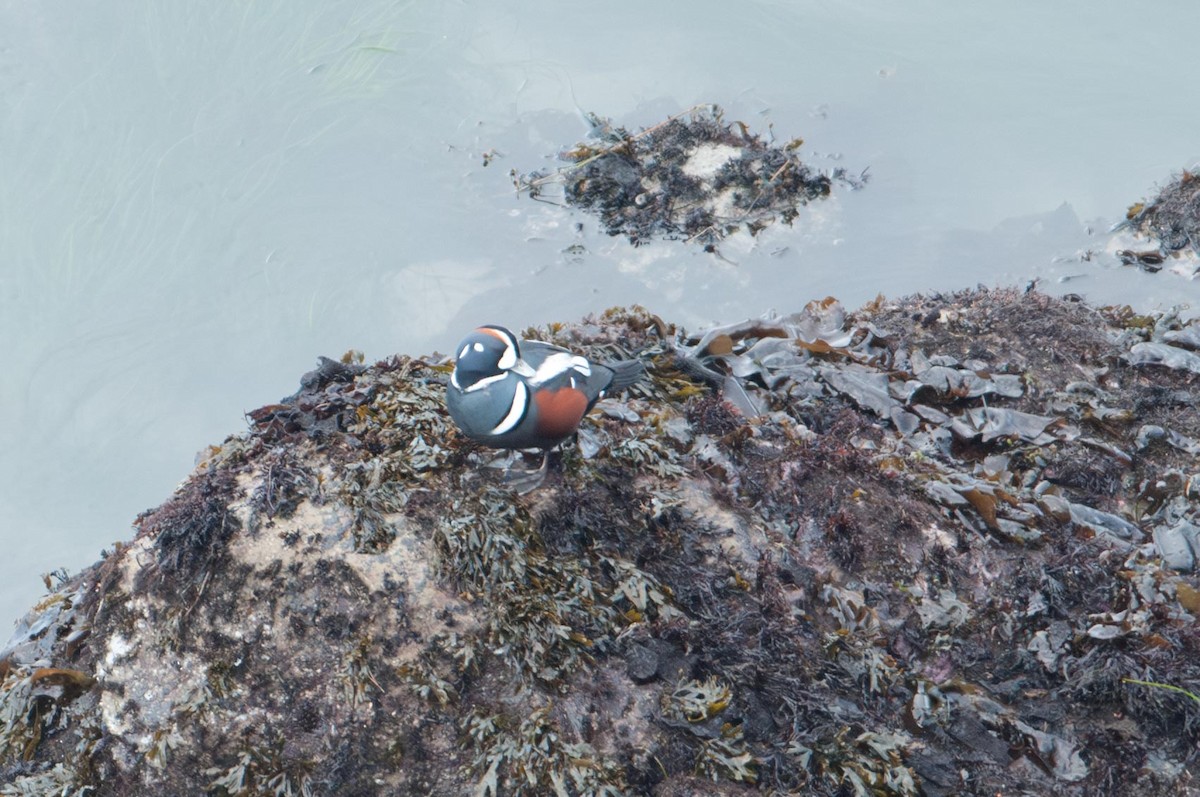 Harlequin Duck - ML646144353