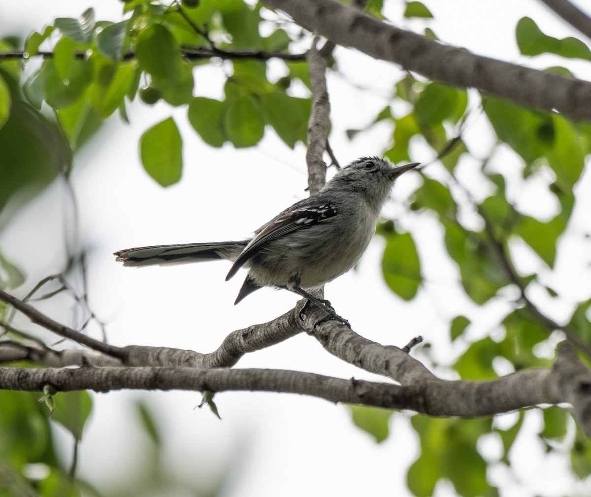 Kara Başlı Karıncaçıvgını - ML646144355